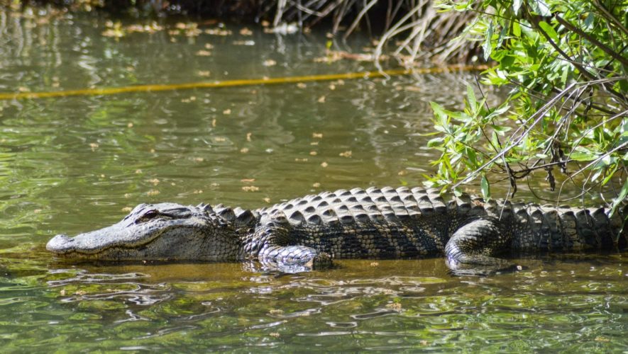 crocodile déplacés