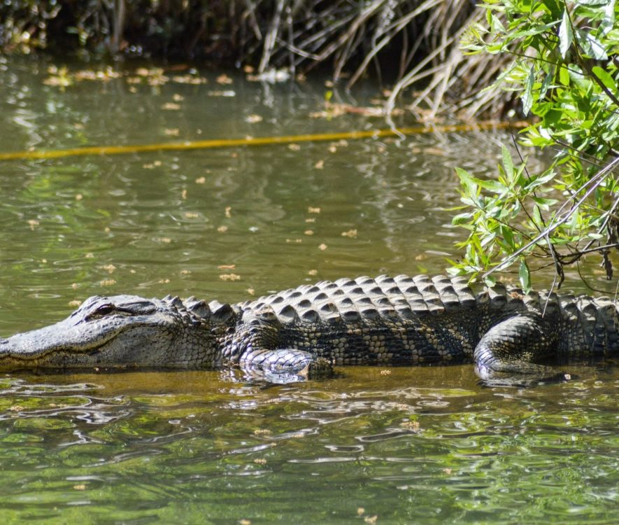 crocodile déplacés