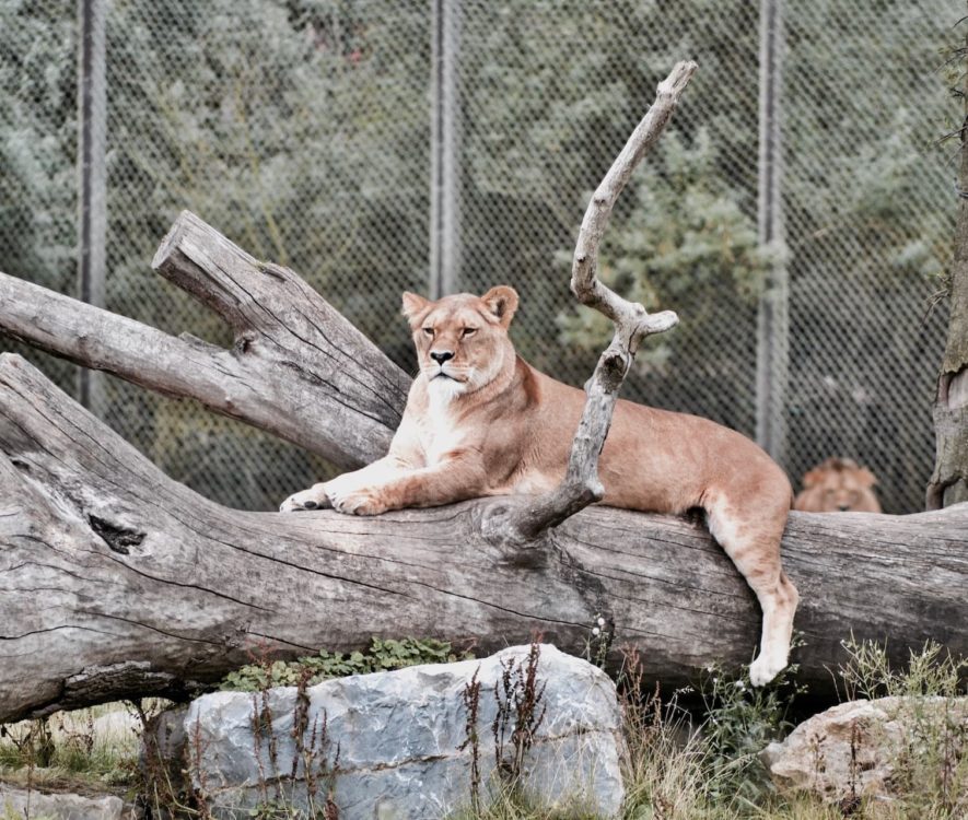 zoo saint valentin